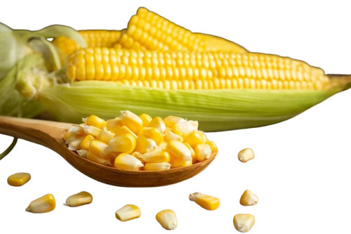 Maize Corn