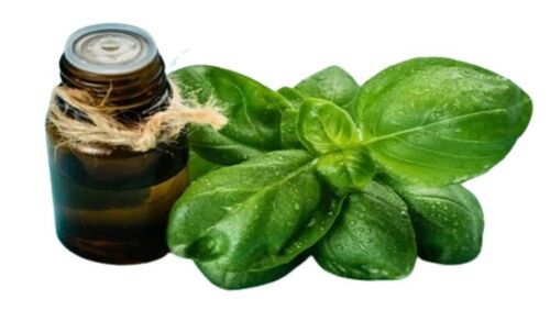 Natural Basil Oil - Color: Dark Yellow