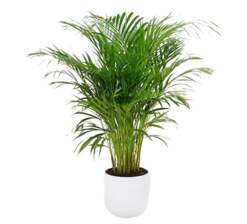 Green Palm Plant