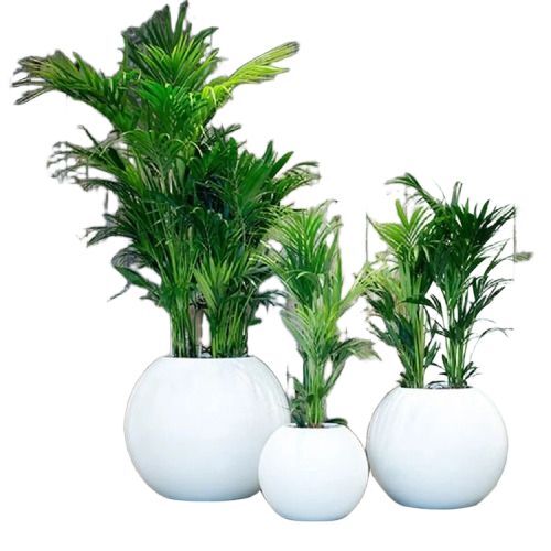 Decorative Indoor Plants - Breed: 1