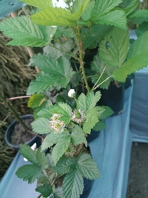 Blackberry Plants - Advantage: High Return Berries Fruits In A Some Time.