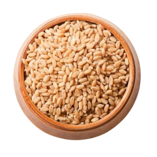 Indian Organic Wheat Grain