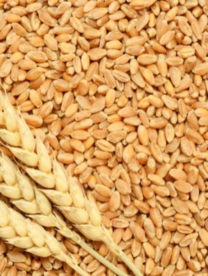Organic Wheat - Grade: A