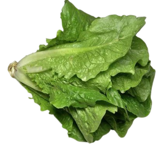Cos Lettuce - Cultivation Type: Common