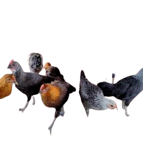 Sonali Chicken By Sabang Agro Export Pvt. Ltd.