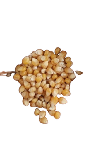 Yellow Maize - Crop Year: 2025