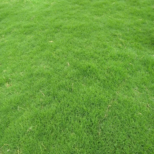 Best Quality Selection Grass - Type: Plant