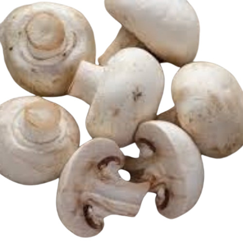 Fresh Mushroom