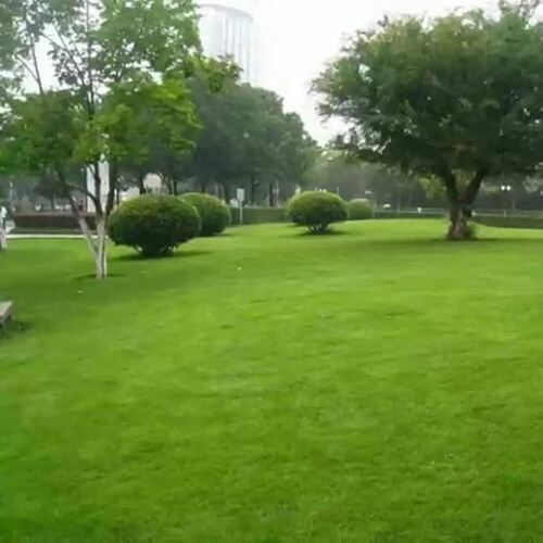 Korean Lawn Grass