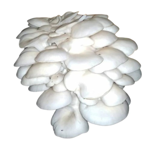 White Mushroom