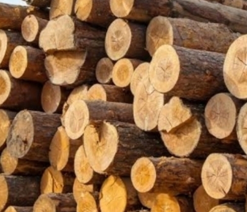 Timber - Feature: Rough