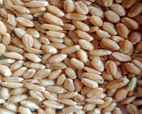Wheat Grain