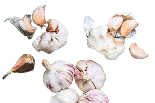 Fresh Garlic - Cultivation Type: Yes