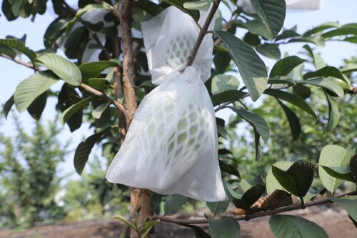 Guava Fruit Cover