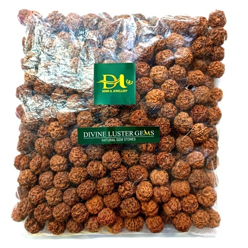 5 Mukhi Nepali Rudraksh