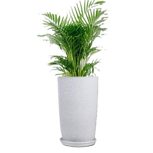 Plants Pot