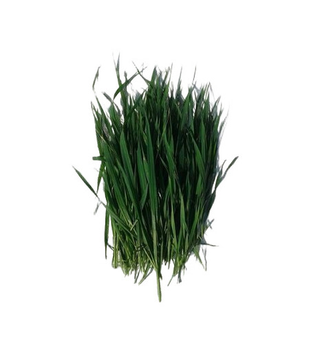 Wheat Grass Extract