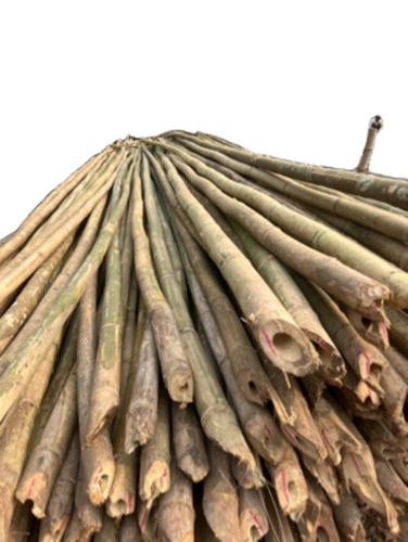 24 Feet Round Bamboo Poles - Color: Brown/Green