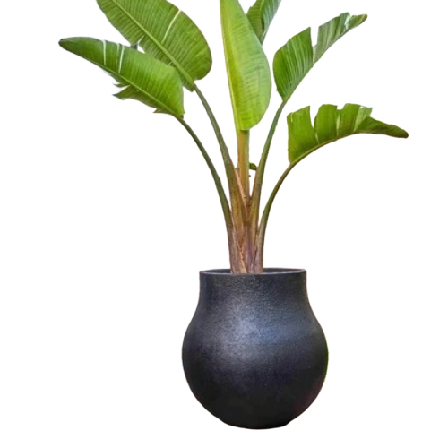 Decorative Indoor Plants