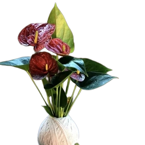 Kokedama Indoor Plant