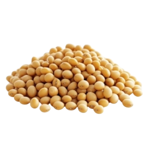 Organic Soybean