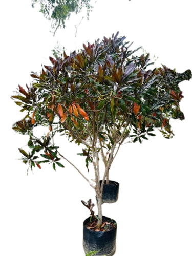 Pong Pong Champa Plant