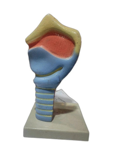 Medical Human Larynx Voice Box Model