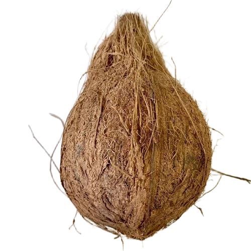 Semi Husked Coconut 