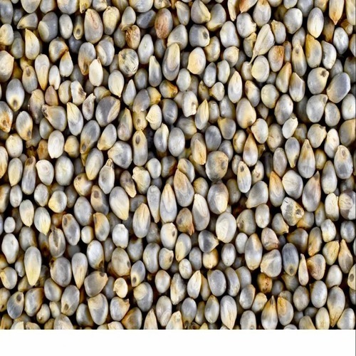 Organic Raw Millet Grain 