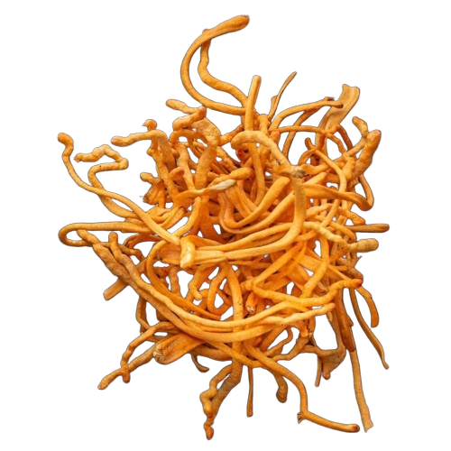 Organic Cordyceps Militaris Mushroom
