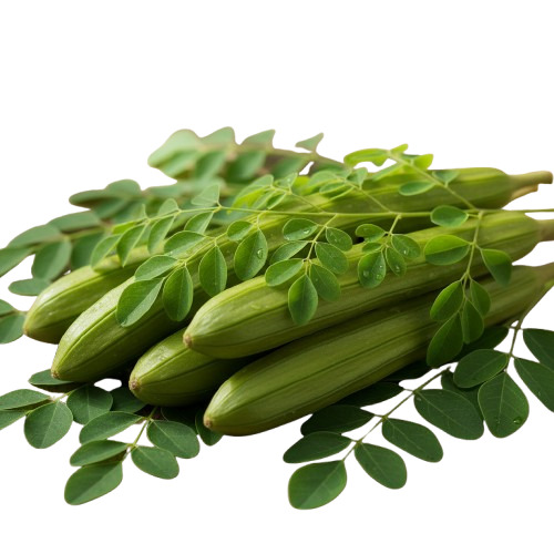 Premium Fresh Moringa Drumsticks