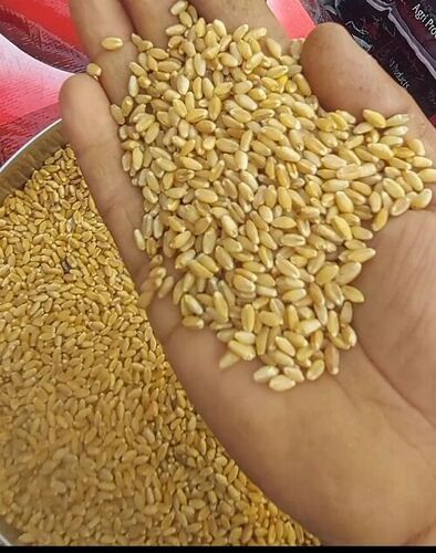 Wheat Grain