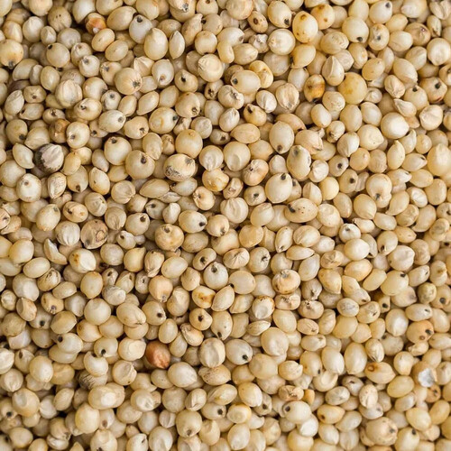 Yellow Jowar - Style: Cooked
