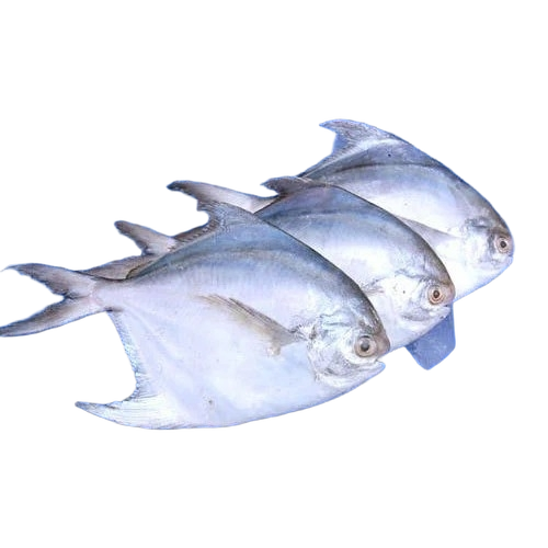 Silver Pomfret Fish