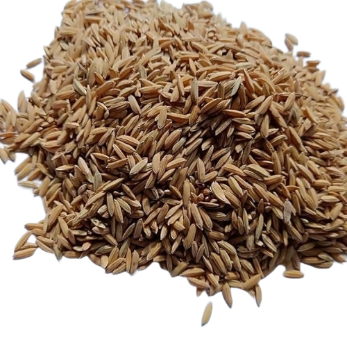 Paddy Seed