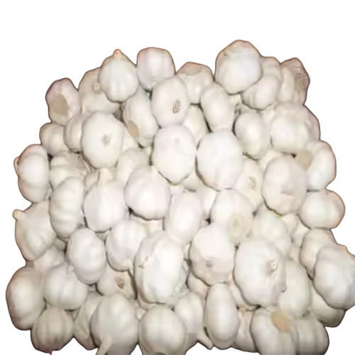 Fresh Garlic
