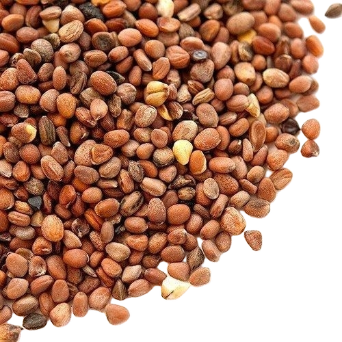 Radish Seeds
