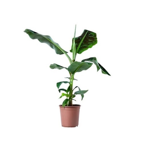 Banana Plants - Color: Green