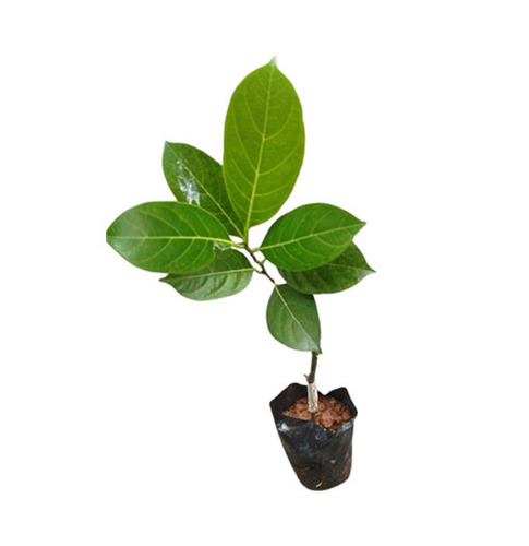 Jackfruit Plant - Advantage: J