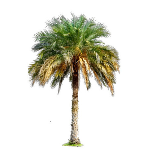 Palm Trees - Advantage: Thdeshjnsedtjhn
