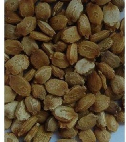 Bitter Gourd Seed