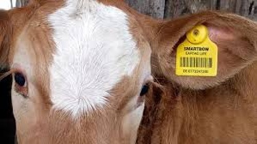 Cow Ear Tag