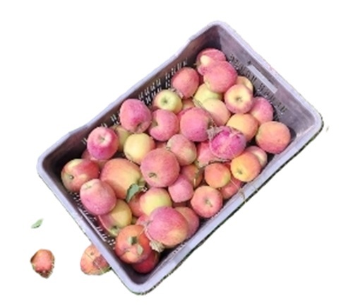 Fresh Apple