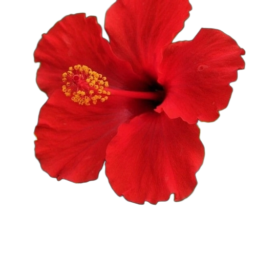 Hibiscus Flower