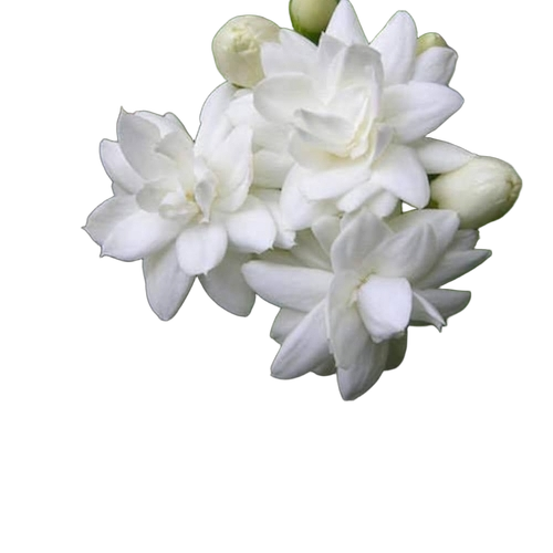 Jasmine Flower