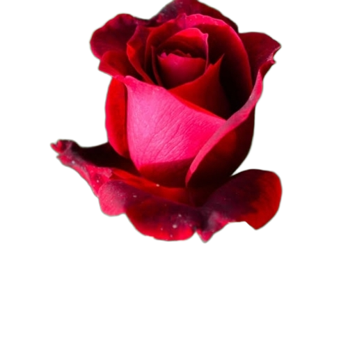 Rose Flower