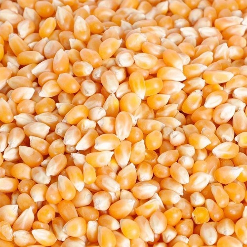 Maize Seed