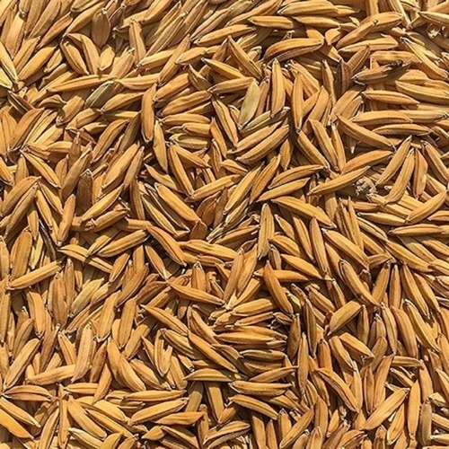 Paddy Seeds
