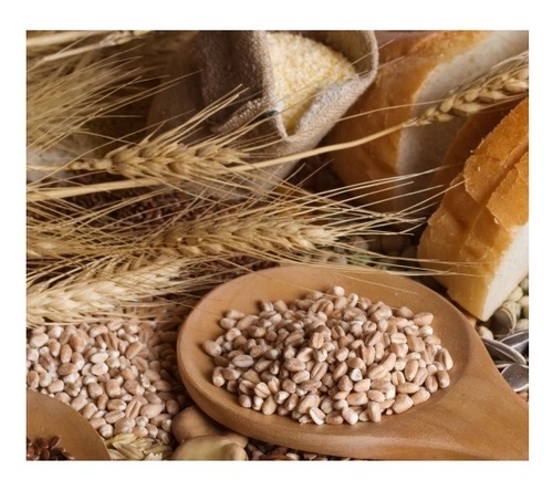 Wheat Grain