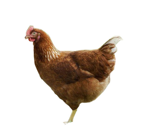 Country Chicken